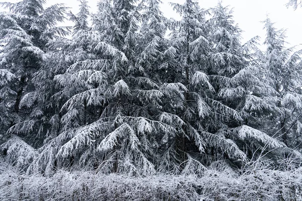 Sosna Pokryta Śniegiem Las Zimowy — Zdjęcie stockowe