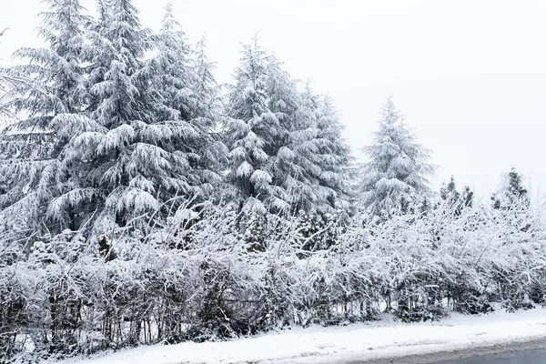 Kış Manzarası Karla Kaplı Ağaçlar Yollar — Stok fotoğraf
