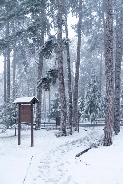 Kar Parkındaki Ahşap Tabela Tahtasının Başlığı Karlı Parktaki Ahşap Tabela — Stok fotoğraf