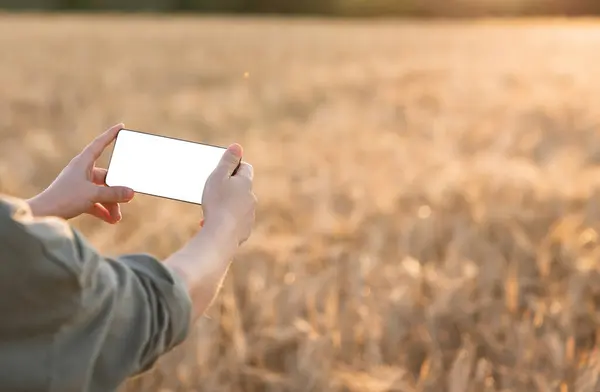 Hands with phone on a background of wheat field.