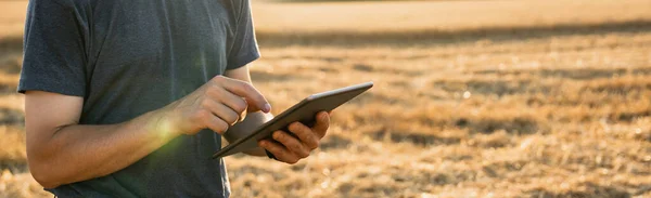 Farmer examines the field of cereals and sends data to the cloud from the tablet. Smart farming and digital agriculture..
