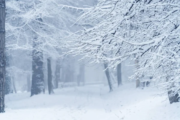 Fondo Invierno Ramas Cubiertas Nieve Espacio Copia —  Fotos de Stock