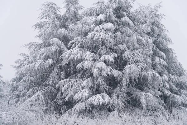 Sosna Pokryta Śniegiem Las Zimowy — Zdjęcie stockowe