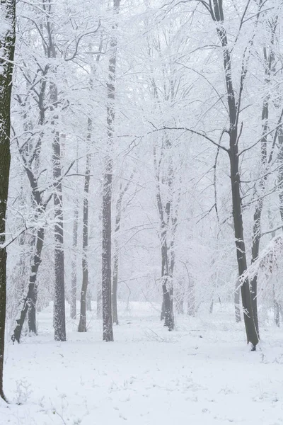 Kar Yağış Sırasında Kış Parkını Kapladı — Stok fotoğraf