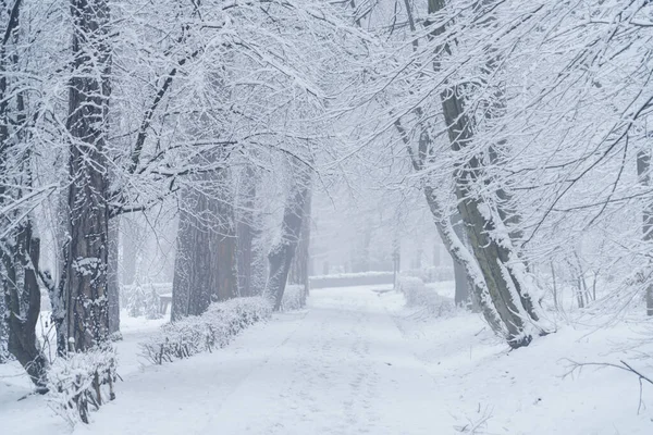Snötäckt Vinterpark Snöfall — Stockfoto
