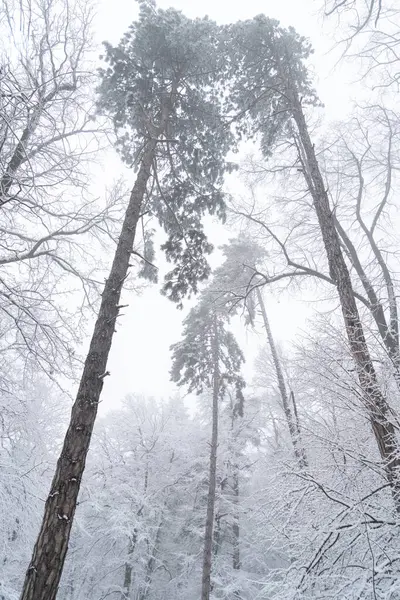 Árboles Cubiertos Nieve Invierno — Foto de Stock