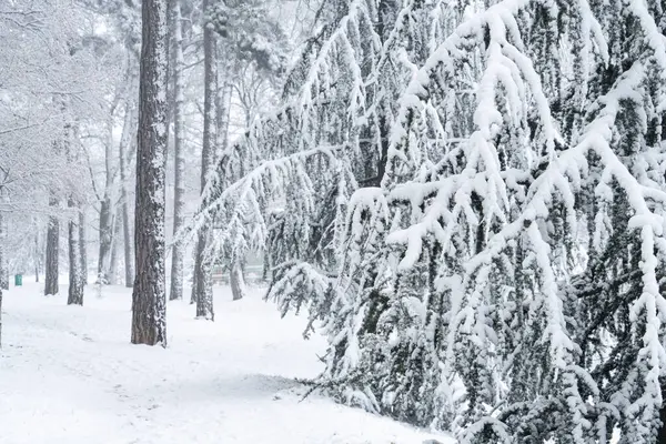 Schnee Bedeckte Bäume Winter — Stockfoto