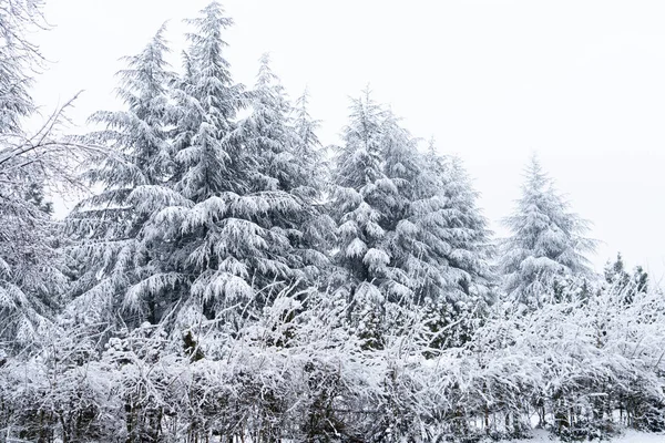 Snötäckta Träd Vintern — Stockfoto