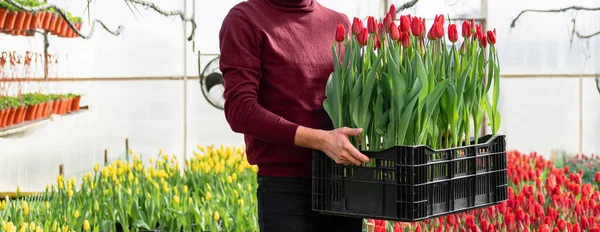 Trabajador Con Caja Tulipanes Invernadero Flores —  Fotos de Stock