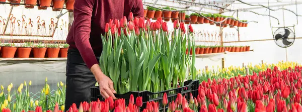 Trabajador Con Caja Tulipanes Invernadero Flores —  Fotos de Stock