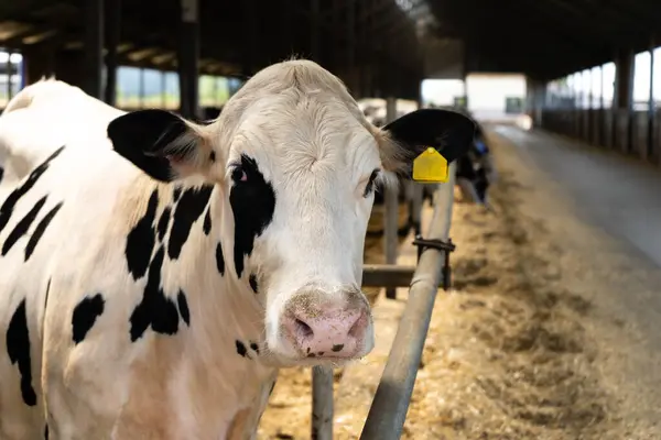 酪農場の牛の群れ — ストック写真