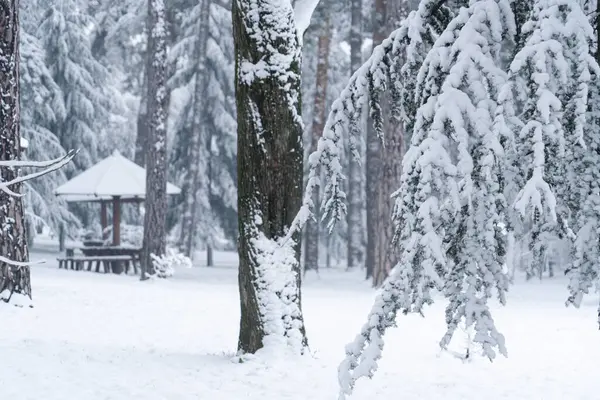 Schnee Bedeckte Bäume Winter — Stockfoto
