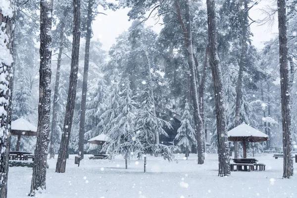 Sneeuwoverdekt Winterpark Tijdens Sneeuwval — Stockfoto