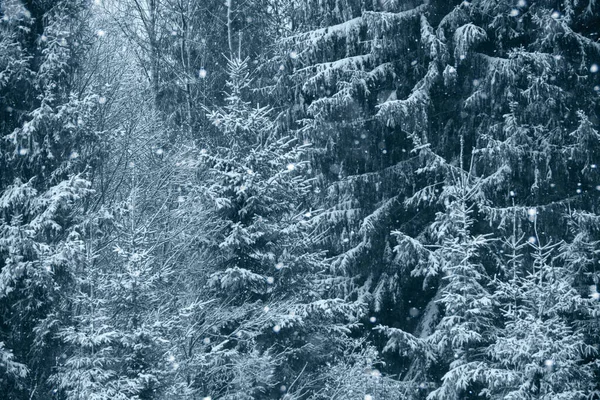 Pino Cubierto Nieve Bosque Invierno — Foto de Stock