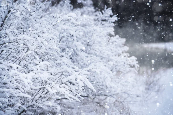 Snow Covered Branches Bushes Capture Winter Serene Beauty — Stock Photo, Image
