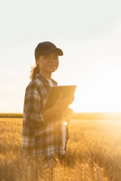 Woman farmer with tablet in a wheat field. Sunset..