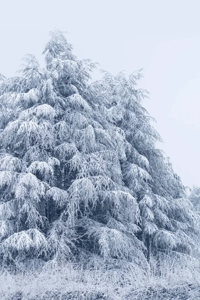 Χιονισμένο Πεύκο Χειμερινό Δάσος — Φωτογραφία Αρχείου