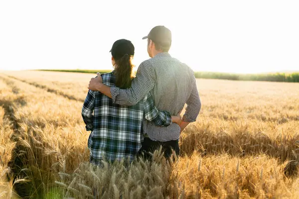 A couple of farmers in plaid shirts and caps stand embracing on agricultural field of wheat at sunset..