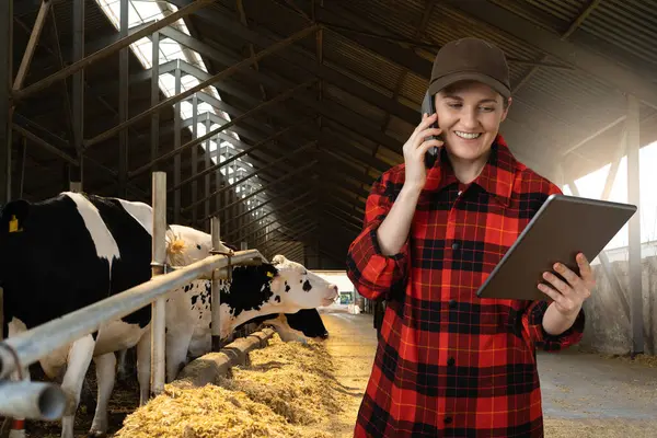奶牛场的女农场主 有平板电脑和电话 牧民管理 — 图库照片