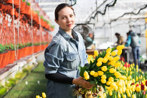 Парниковый Работник Собирает Тюльпаны Теплице Букета — стоковое фото