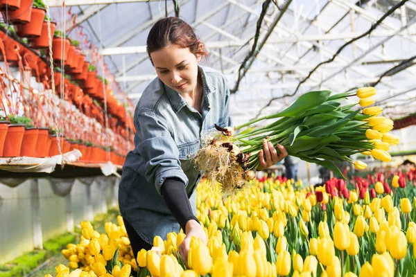 Парниковый Работник Собирает Тюльпаны Теплице Букета — стоковое фото