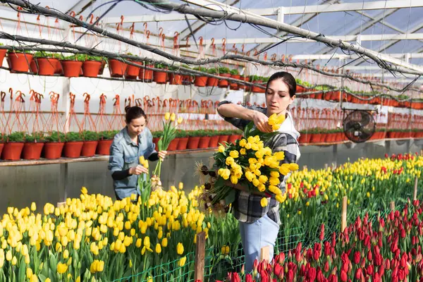 Trabajador Invernadero Está Recogiendo Tulipanes Invernadero Para Ramo —  Fotos de Stock