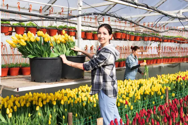 Treibhausarbeiter Pflückt Tulpen Einem Gewächshaus Für Einen Strauß — Stockfoto