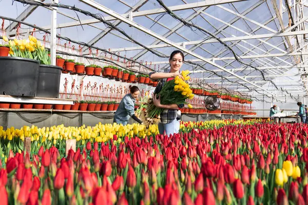 Trabajador Invernadero Está Recogiendo Tulipanes Invernadero Para Ramo —  Fotos de Stock