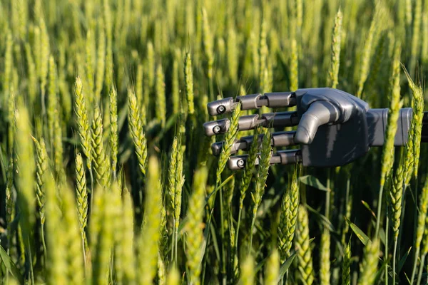 有黑麦耳朵的机器人手 农业智能化耕作和数字转型4 — 图库照片