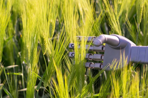 Mano Robot Con Orejas Centeno Agricultura Inteligente Transformación Digital Agricultura —  Fotos de Stock