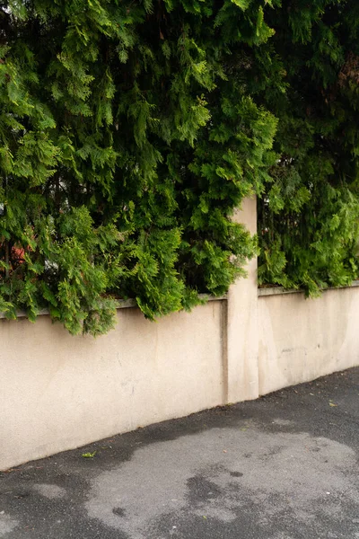 Mur Miejski Zielonym Ogrodzeniem — Zdjęcie stockowe