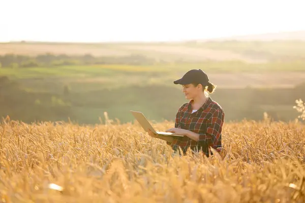 小麦畑でノートパソコンを使って働く女性農家 スマート農業とデジタル農業 — ストック写真