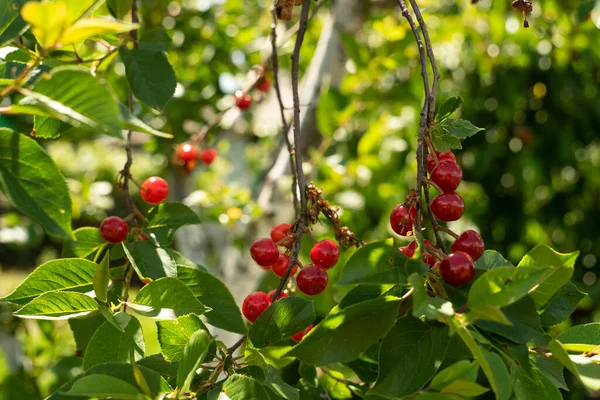 Cherry tree on an organic fruit farm.