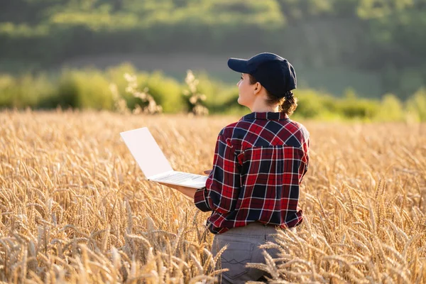 Bäuerin Arbeitet Mit Laptop Auf Weizenfeld Smart Farming Und Digitale — Stockfoto