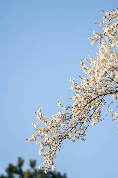 Blooming Spring Branches Background Blue Sky — Stock Photo, Image