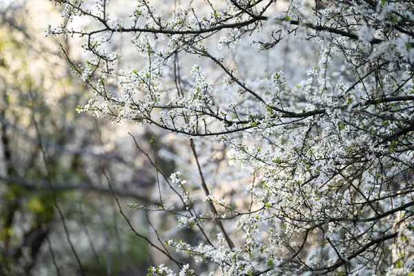Background Blooming Cherry Branches Sunlight — Stock Photo, Image