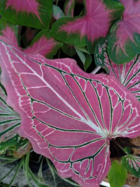 güzel botanik çekimi, kaladyum thai güzellik pembe, doğal duvar kağıdı