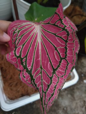 Çiçek tutan bir kadının eline yaklaş.