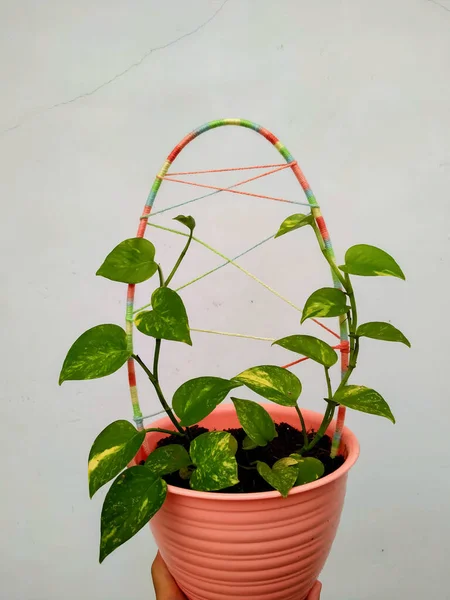 Epipremnum Aureum Plant Pot White Background — Stock Photo, Image