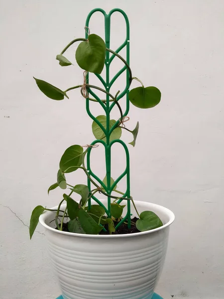 Planta Epipremnum Aureum Verde Una Maceta Sobre Fondo Blanco — Foto de Stock