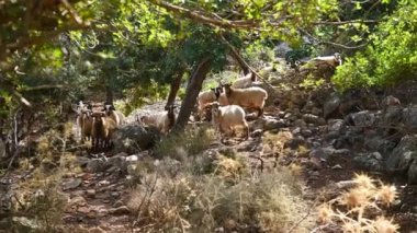 Küçük bir koyun sürüsü Akdeniz 'in Girit adasındaki dağlık bir alanda otluyor..