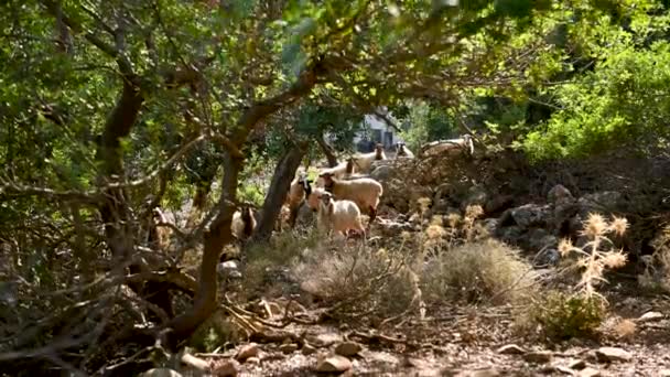Kawanan Domba Domestik Yang Sedang Merumput Daerah Pegunungan Pulau Kreta — Stok Video