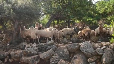 Küçük bir koyun sürüsü Akdeniz 'in Girit adasındaki dağlık bir alanda otluyor..