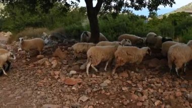 Küçük bir koyun sürüsü Akdeniz 'in Girit adasındaki dağlık bir alanda otluyor..