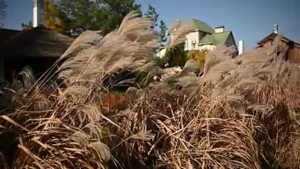 Sonbahar Günü Kuru Çimen Çivileri Rüzgarda Sallanıyor Bir Sonbahar Gününde — Stok video