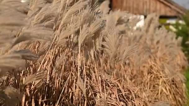 Podzimní Den Suché Hroty Suché Trávy Houpají Větru Grass Sways — Stock video