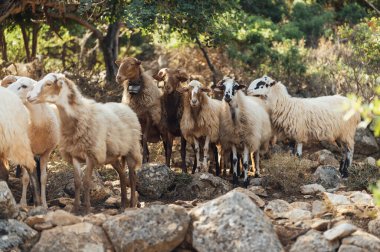 Dağ otlağında evcil koyun ve keçi sürüsü. Yunanistan 'ın Girit Adası.