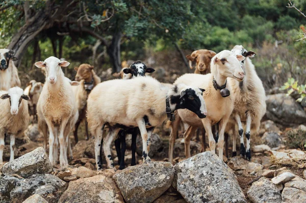 Herd Domestic Sheep Goats Mountain Pasture Greek Island Crete — Stock Photo, Image