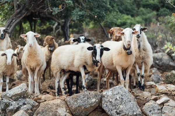 Stádo Domácích Ovcí Koz Horských Pastvinách Řecký Ostrov Kréta — Stock fotografie
