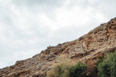 Doğanın ortasında dağ keçisi. Dağ sırası, Girit adası, Yunanistan.